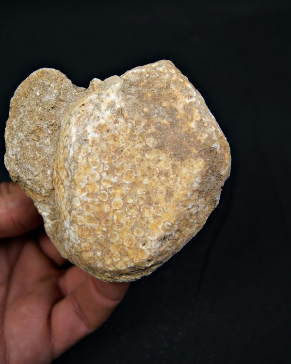 Mandíbula fósil de Eodiaphyodus granulosus