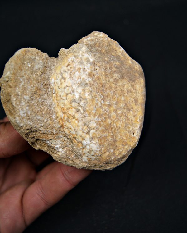 Mandíbula fósil de Eodiaphyodus granulosus