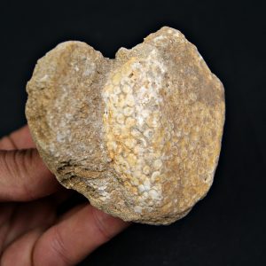 Mandíbula fósil de Eodiaphyodus granulosus