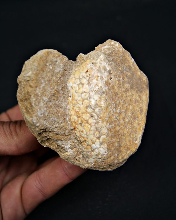 Mandíbula fósil de Eodiaphyodus granulosus