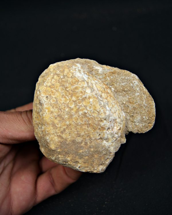 Mandíbula fósil de Eodiaphyodus granulosus