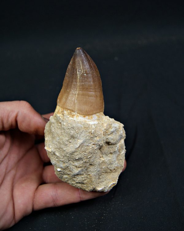 SONY DSC Diente fósil de Mosasaurus giganteus