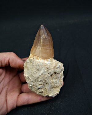 Diente fósil de Mosasaurus giganteus