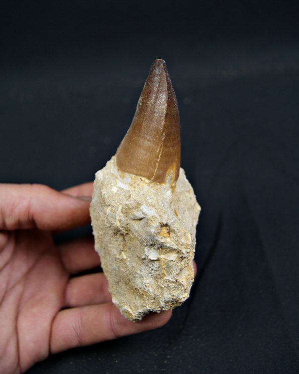 SONY DSC Diente fósil de Mosasaurus giganteus