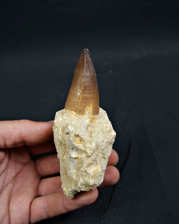 SONY DSC Diente fósil de Mosasaurus giganteus