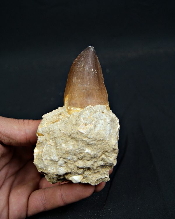 SONY DSC Diente fósil de Mosasaurus giganteus