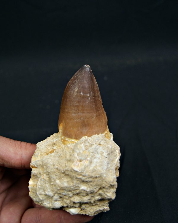 SONY DSC Diente fósil de Mosasaurus giganteus