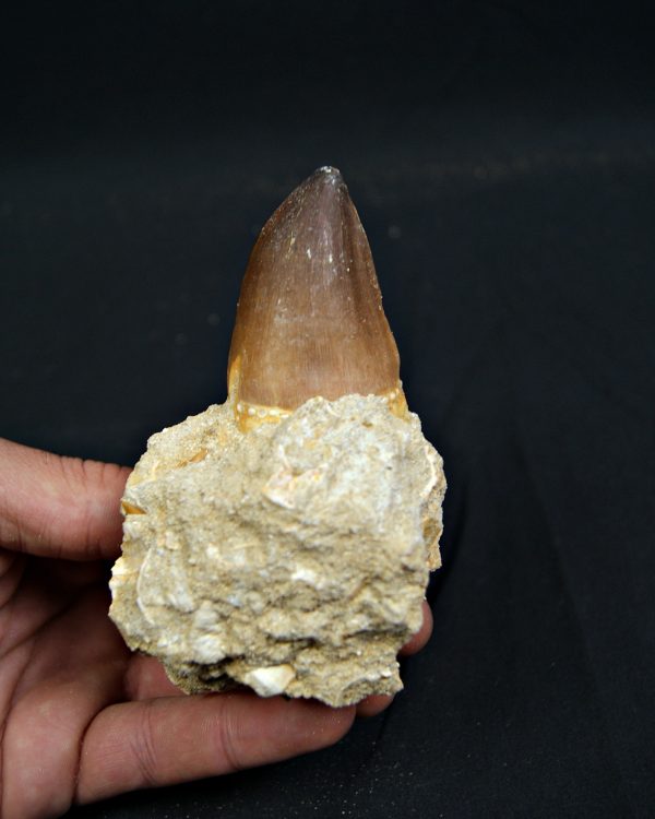 SONY DSC Diente fósil de Mosasaurus giganteus