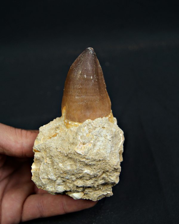 SONY DSC Diente fósil de Mosasaurus giganteus