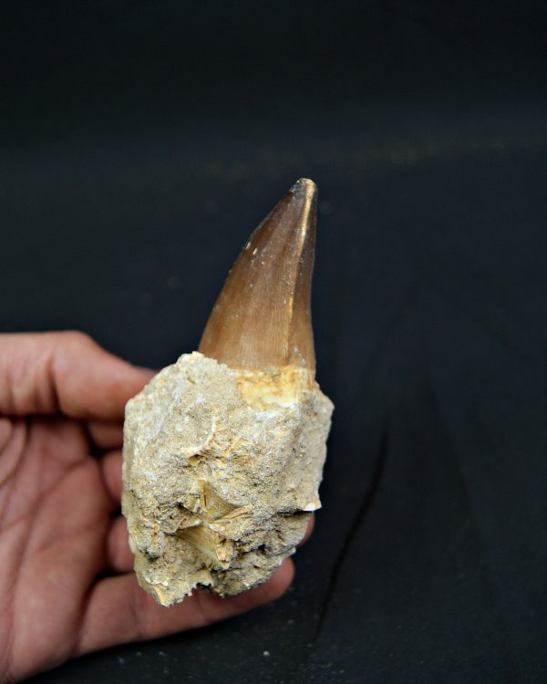 SONY DSC Diente fósil de Mosasaurus giganteus