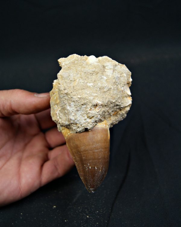 SONY DSC Diente fósil de Mosasaurus giganteus