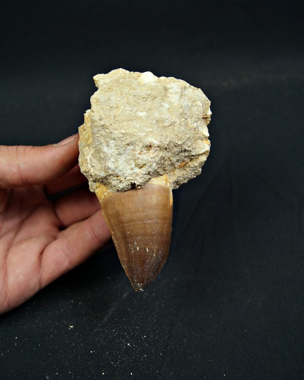 SONY DSC Diente fósil de Mosasaurus giganteus