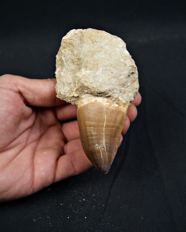 Diente fósil de Mosasaurus giganteus