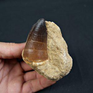 Mosasaurus currii en matriz