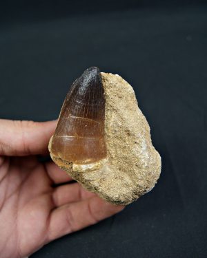 Mosasaurus currii en matriz