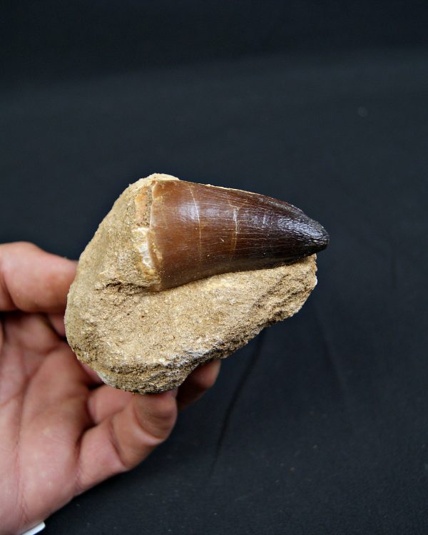 Mosasaurus currii en matriz