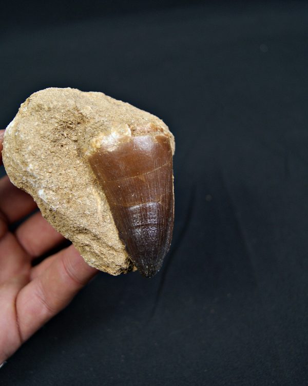 Mosasaurus currii en matriz