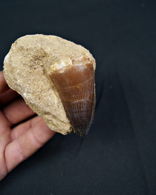 Mosasaurus currii en matriz