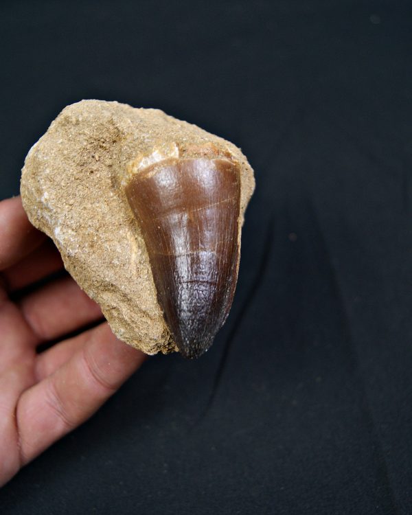 Mosasaurus currii en matriz