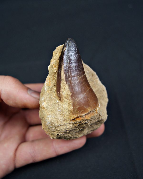 Mosasaurus currii en matriz