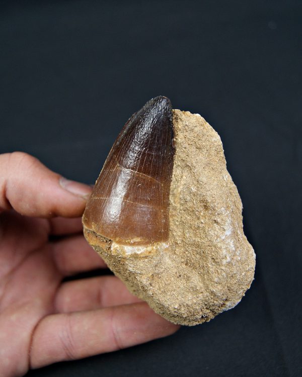 Mosasaurus currii en matriz