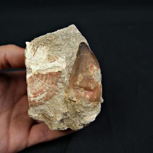 Matriz fósil con diente de Mosasaurus y vértebra de Otodus obliquus