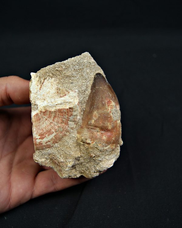 Matriz fósil con diente de Mosasaurus y vértebra de Otodus obliquus