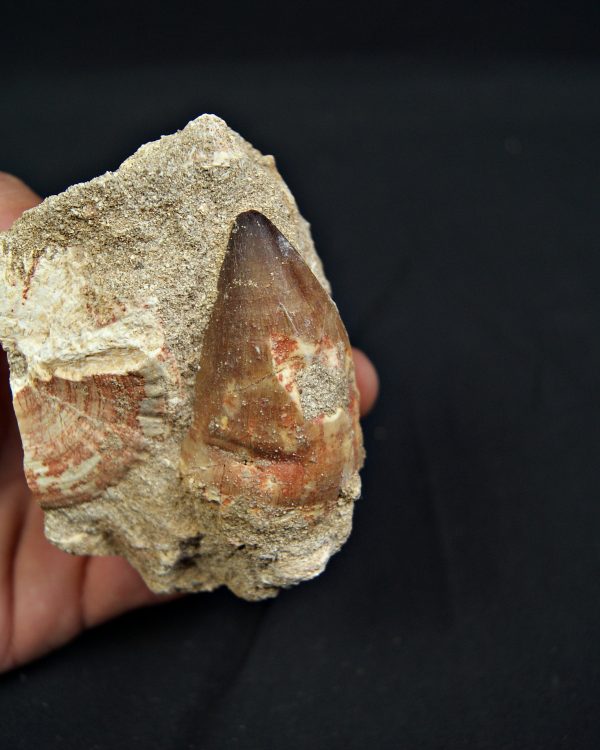 Matriz fósil con diente de Mosasaurus y vértebra de Otodus obliquus