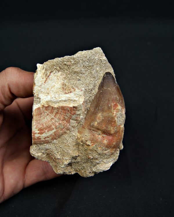 Matriz fósil con diente de Mosasaurus y vértebra de Otodus obliquus