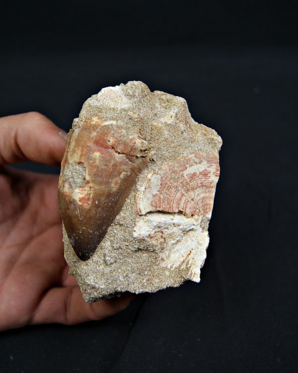 Matriz fósil con diente de Mosasaurus y vértebra de Otodus obliquus