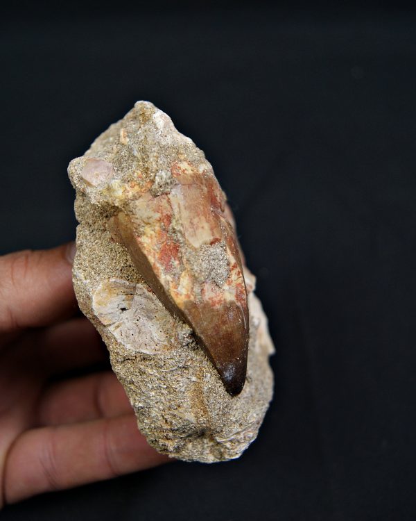 Matriz fósil con diente de Mosasaurus y vértebra de Otodus obliquus