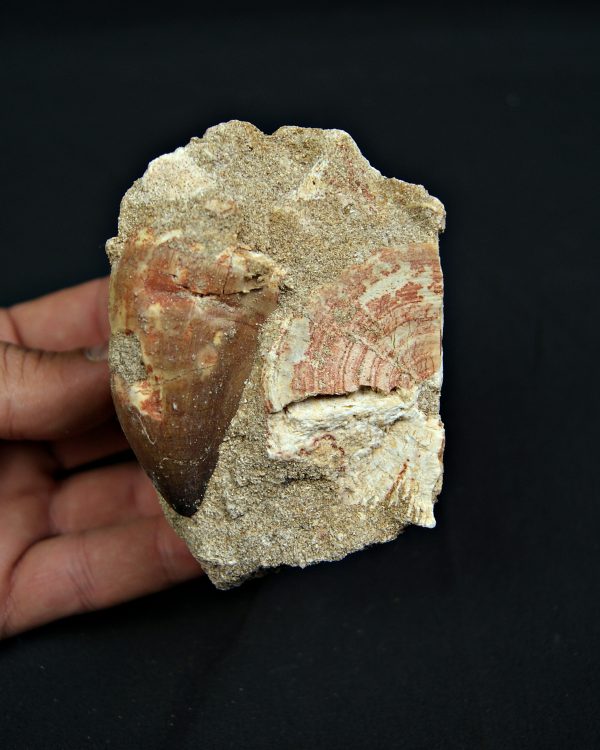 Matriz fósil con diente de Mosasaurus y vértebra de Otodus obliquus