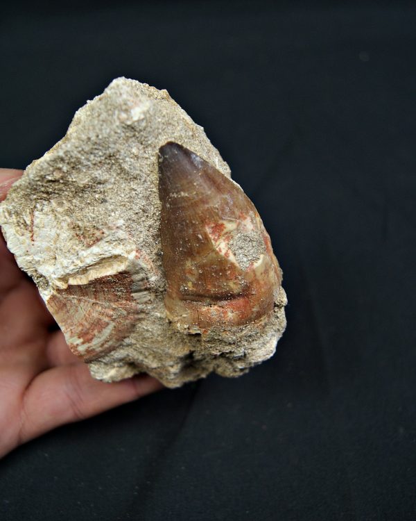 Matriz fósil con diente de Mosasaurus y vértebra de Otodus obliquus