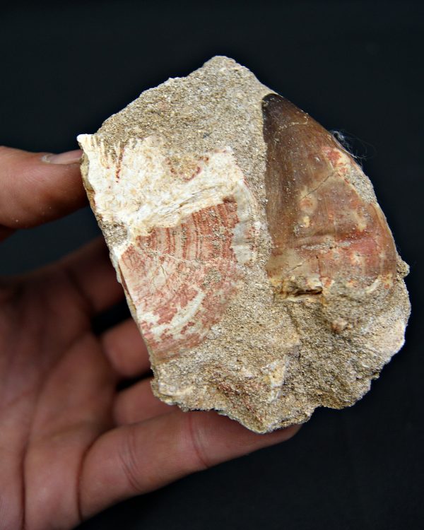 Matriz fósil con diente de Mosasaurus y vértebra de Otodus obliquus