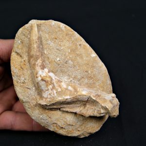 Mandíbula parcial con diente de Enchodus libycus