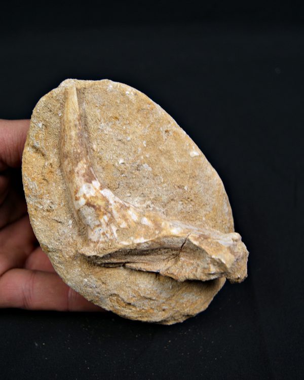 Mandíbula parcial con diente de Enchodus libycus