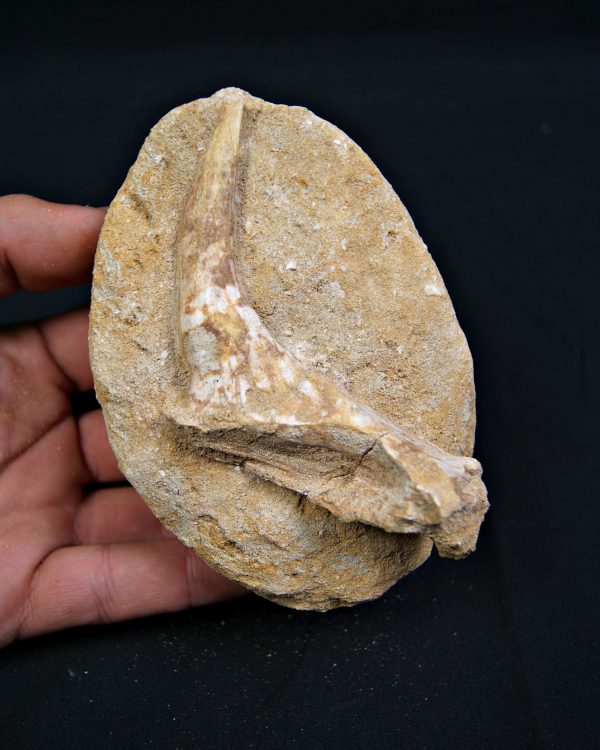 Mandíbula parcial con diente de Enchodus libycus