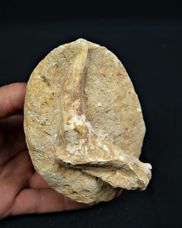 Mandíbula parcial con diente de Enchodus libycus