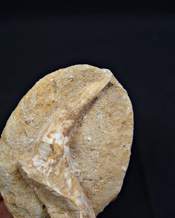 Mandíbula parcial con diente de Enchodus libycus