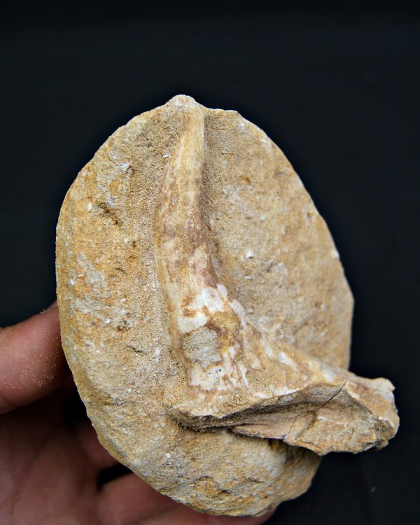 Mandíbula parcial con diente de Enchodus libycus