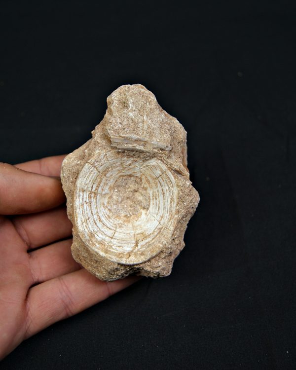 Vértebra fósil de Enchodus libycus