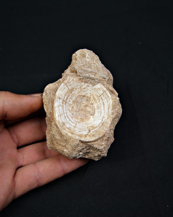 Vértebra fósil de Enchodus libycus