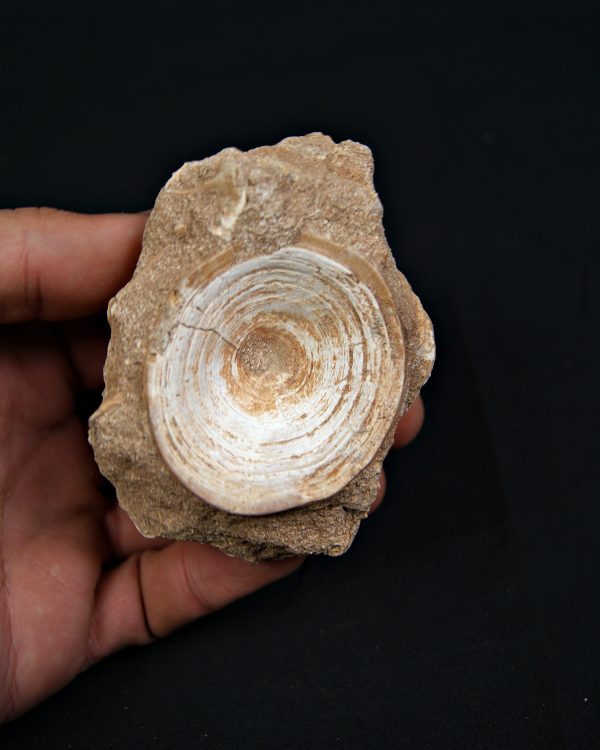 Vértebra fósil de Enchodus libycus