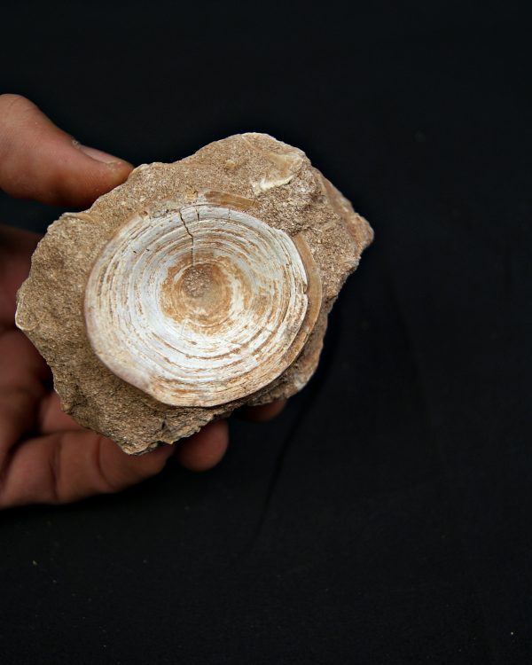 Vértebra fósil de Enchodus libycus