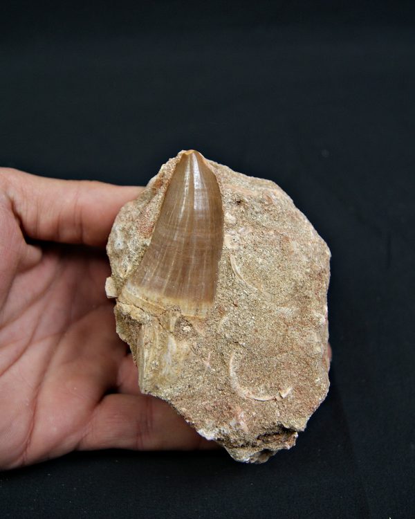 SONY DSC Diente fósil de Hainosaurus en matriz