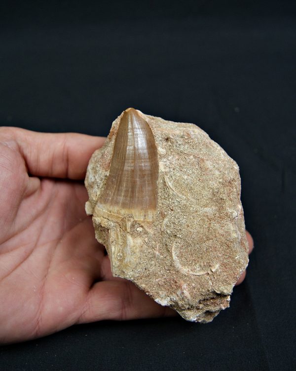 SONY DSC Diente fósil de Hainosaurus en matriz