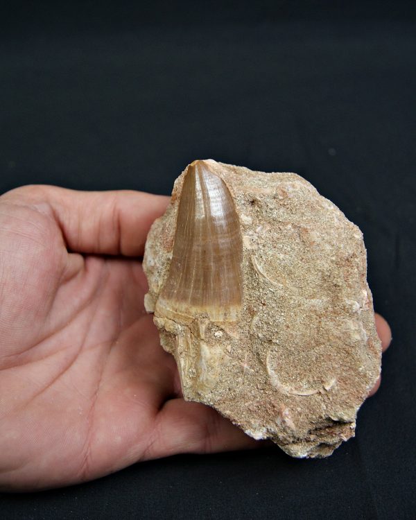 SONY DSC Diente fósil de Hainosaurus en matriz