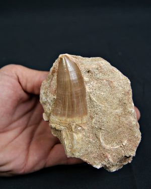 Diente fósil de Hainosaurus en matriz