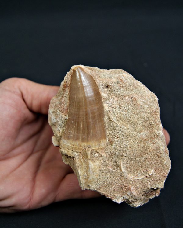 SONY DSC Diente fósil de Hainosaurus en matriz