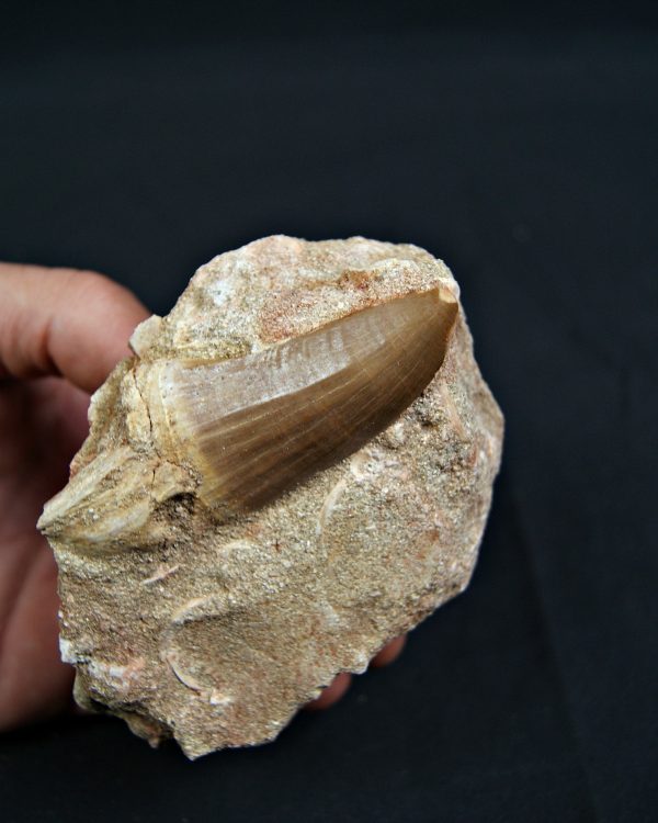 SONY DSC Diente fósil de Hainosaurus en matriz